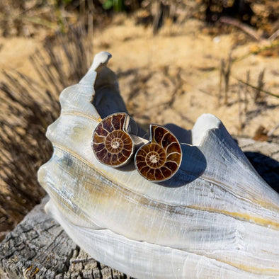 Ammonite Post Earrings