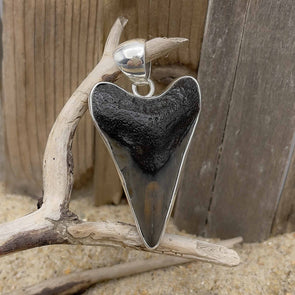 Charles Albert® Fossil Shark Tooth Pendant