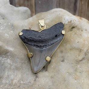 Charles Albert® Alchemia Fossil Shark Tooth Pendant