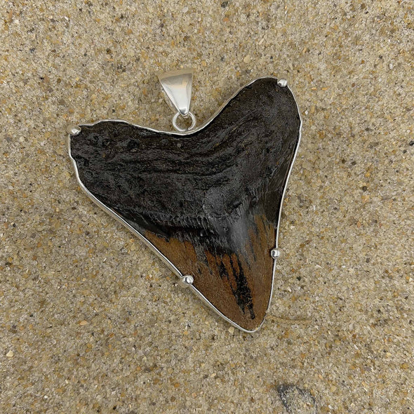 Alchemia by Charles Albert® Fossil Shark Tooth Pendant