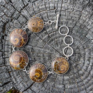 Ammonite Rounds Bracelet